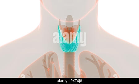 Menschliche Körper Drüsen der Schilddrüse Anatomie Stockfoto