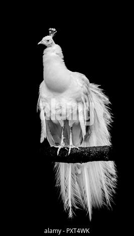 Eine weiße leucistic Peacock thront auf einem Zweig mit isolierten schwarzen Hintergrund Stockfoto