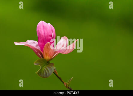 Single Pink Magnolia Blumen blühen in den Olympic National Park und Wald im Pazifischen Nordwesten der USA, Washington, USA Stockfoto