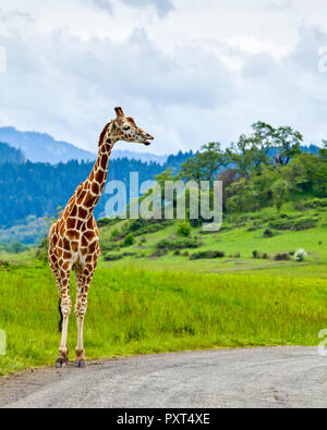 Eine Giraffe an der Seite der Straße, wie es das Warten an einer Bushaltestelle mit grünem Gras im Hintergrund Stockfoto