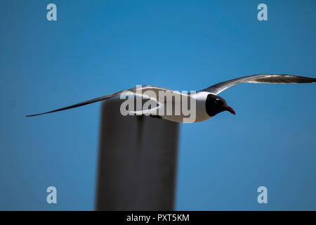 Vogel im Flug Stockfoto