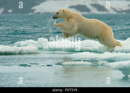 Eisbär (Ursus maritimus) springt über Eisschollen, im Springen, in der norwegischen Arktis Svalbard, Norwegen Stockfoto