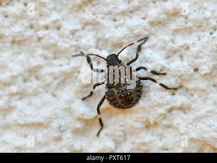 Braun marmorated stinken Bug (Halyomorpha halys), junge Tier, auf Hauswand, ursprünglich Asiatischen Raum, Stuttgart Stockfoto