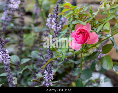 Farbe outdoor floralen Bild einer roten Rose vor einem blühenden Salbei perovskia/Russisch/blue Spire Strauch, sonnigen Sommertag, verschwommenes zurück Natürliches Grün Stockfoto