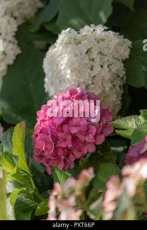 Farbe outdoor Blumen Makro einer einzigen Blüte pink hydrangea/hortensia Blüte vor einer üppigen weißen mit Blüten und Blätter, sonnigen Tag Stockfoto