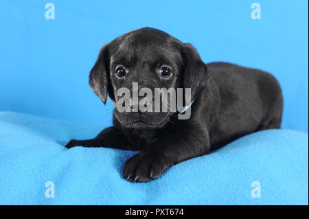 Labrador Retriever, schwarz, Welpe 5 Wochen, liegen auf blauen Decke, Österreich Stockfoto