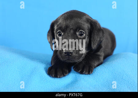 Labrador Retriever, schwarz, Welpe 5 Wochen, liegen auf blauen Decke, Österreich Stockfoto