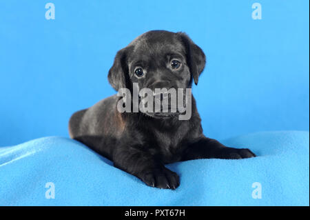 Labrador Retriever, schwarz, Welpe 5 Wochen, liegen auf blauen Decke, Österreich Stockfoto