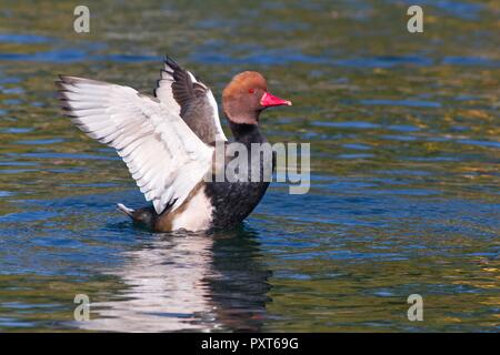 Kolbenente (Netta rufina), Drake, schlagenden Flügeln in Wasser, Bodensee, Baden-Württemberg, Deutschland Stockfoto