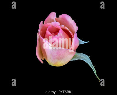 Farbenfrohe Kunst Stillleben helle florale Makro Bild eines isolierten Rosa gelb Rosenblüte, mit ein paar grüne Blätter auf schwarzem Hintergrund Stockfoto