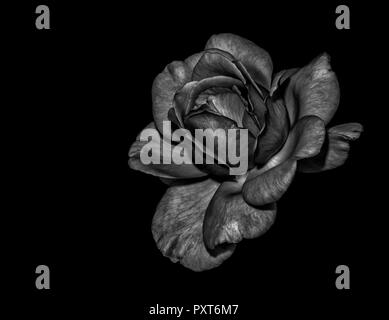 Low Key schwarze und weiße monochrome Dunkle Kunst stillleben blumen Makro einer isolierten Rosenblüte, schwarzer Hintergrund, detaillierte Textur, vintage Stockfoto