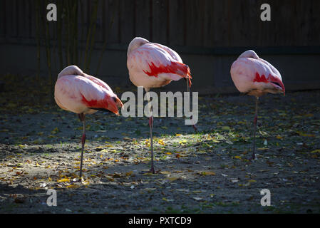 Drei rosafarbenen Flamingos auf einem Bein stehen und ruhen mit dem Kopf unter einen Flügel versteckt Stockfoto