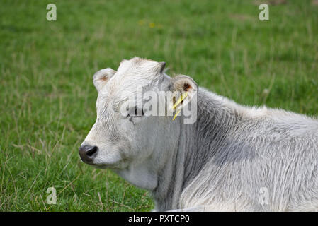 Porträt eines weißen Kalb liegend auf einer grünen Weide Stockfoto