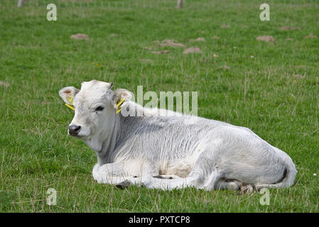 Porträt eines weißen Kalb liegend auf einer grünen Weide Stockfoto