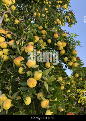 Jujube Obst (jujube Beeren) aka rotes Datum, Chinesische, Koreanische Datum (Ziziphus jujuba) am Baum Stockfoto