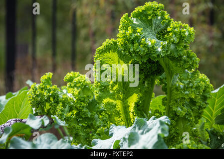 Kale, ein nährdichtes Superfood, wachsen in einem Garten in der Metro Atlanta, Georgia. Stockfoto