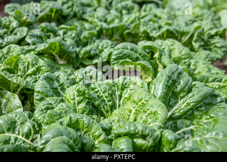 Bok choy wachsen in einem Garten in der Metro Atlanta, Georgia. Stockfoto