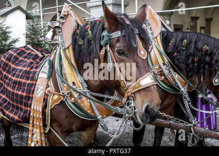 Leonhardifahrt in Benediktbeuren, Oberbayern, Deutschland, traditionelle Leonhard Parade, Leonhardifahrt in Benediktbeuern, Oberbayern, Deutschland, bava Stockfoto