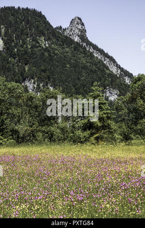 Blumenwiese mit Blick auf den Kofel in den Ammergauer Alpen, Bayern, Oberbayern, Deutschland, Blumenwiese mit Blick auf den Kofel in den Ammergauer Al Stockfoto