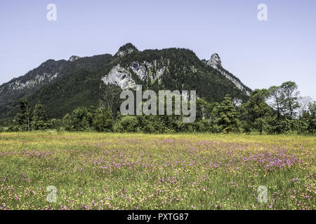 Blumenwiese mit Blick auf den Kofel in den Ammergauer Alpen, Bayern, Oberbayern, Deutschland, Blumenwiese mit Blick auf den Kofel in den Ammergauer Al Stockfoto