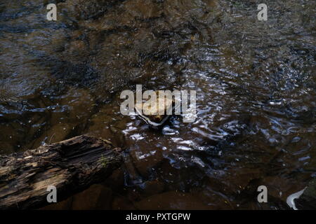 Ein Bild von einem Baum im Wasser Stockfoto