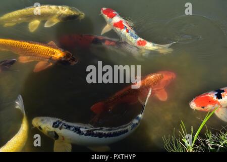 Farbenfrohe Koi Fische schwimmen im Wasser Hintergrund Stockfoto