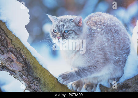 Siamesische Katze sitzt auf einem Baum im Garten in einem schneereichen Winter Stockfoto