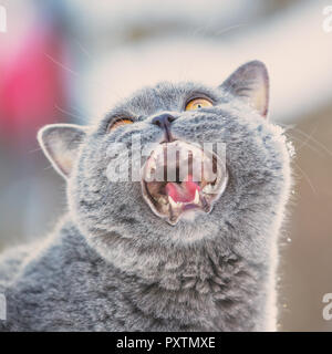 Porträt einer Miauen blaue Britisch Kurzhaar Katze Stockfoto