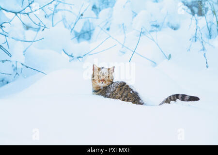 Katze mit Schnee bedeckt das Sitzen in den tiefen Schnee in einem Blizzard Stockfoto