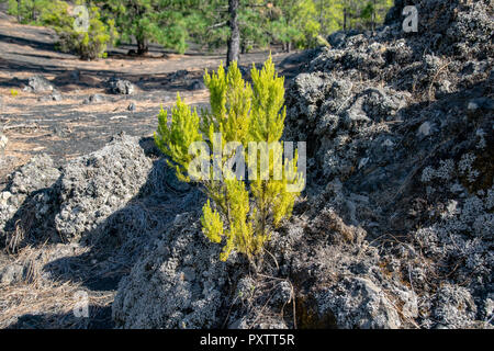 Baum aus vulkanischer Lava Rock in La Palma, Kanarische Inseln Stockfoto