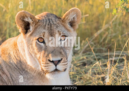 Botswana, Kgalagadi Transfrontier Park, Löwin, Panthera leo Stockfoto