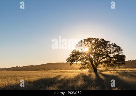 Botswana, Kgalagadi Transfrontier Park, Kalahari, camelthorn bei Sonnenaufgang Stockfoto
