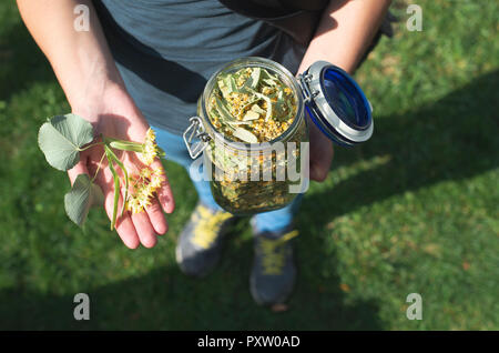 Frau, getrocknete Lime Tree Blossoms Stockfoto