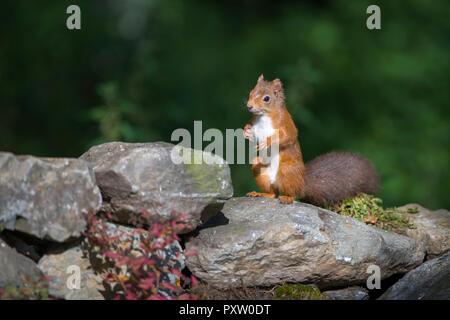Eichhörnchen auf Hinterbeinen stehend Stockfoto