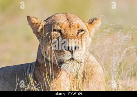 Botswana, Kgalagadi Transfrontier Park, Porträt von Löwin Stockfoto