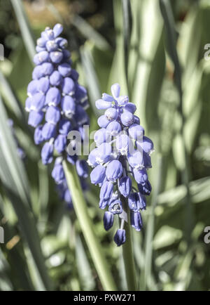 Gemeinsame Traubenhyazinthen, Muscari Stockfoto