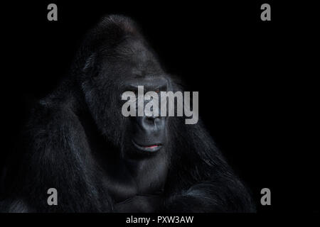 Portrait von Gorilla vor schwarzem Hintergrund Stockfoto