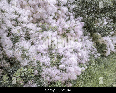 Rauch-Baum (Cotinus Coggygria) Stockfoto