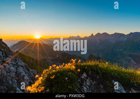 Deutschland, Bayern, Allgäu, Allgäuer Alpen, Alpine Pasque flower bei Sonnenaufgang Stockfoto