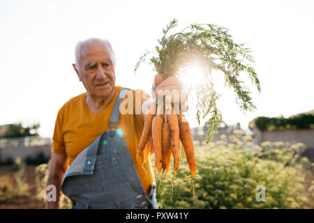 Ältere Menschen ernten Möhren Stockfoto