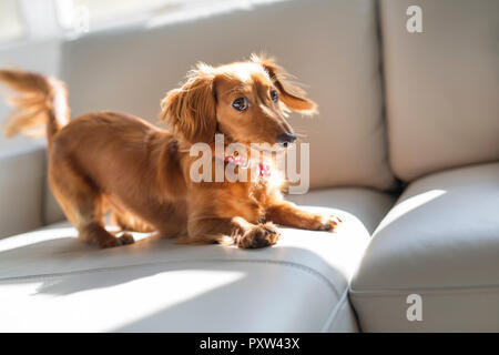 Ein niedliches teckel Hund zu Hause auf dem Sofa Stockfoto