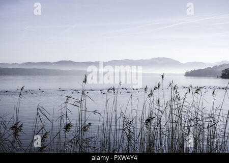 Blick auf den Starnberger See bei Grafenau, Bayern, Deutschland, Blick auf den Starnberger See in der Nähe von Bernried, Bayern, Deutschland, See, Landschaft, Berge, N Stockfoto