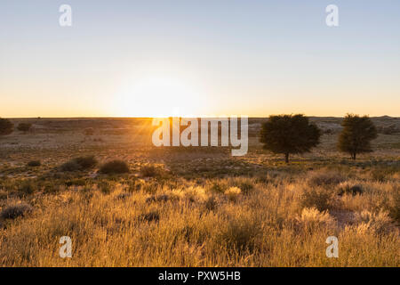 Botswana, Kgalagadi Transfrontier Park, Kalahari, Landschaft bei Sonnenaufgang Stockfoto