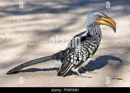 Botswana, Kalahari, Central Kalahari Game Reserve, Yellow-billed Hornbill, Tockus flavirostris Stockfoto