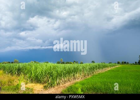 Zuckerrohr Feld mit grünem Reis Feld in einem bewölkten Tag Provinz Sukhothai, Thailand Stockfoto