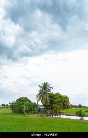 Grüne Reisfelder in einem bewölkten Tag Provinz Sukhothai, Thailand Stockfoto