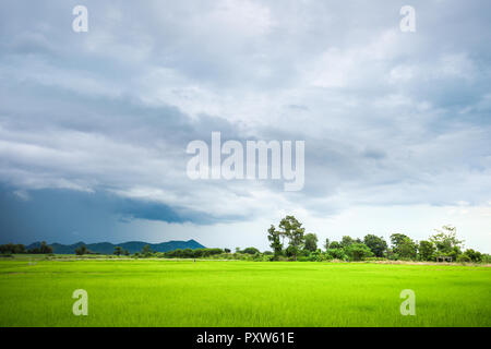 Grüne Reisfelder in einem bewölkten Tag Provinz Sukhothai, Thailand Stockfoto
