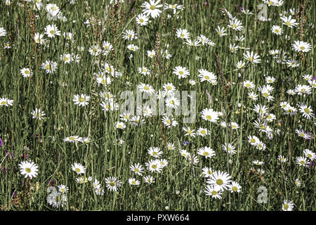 Wiese Mit Magerwiesen-Margeriten (Leucanthemum Vulgare), Auch Wiesen-Margerite Oder Wiesen-Wucherblume, Deutschland, Europa Stockfoto