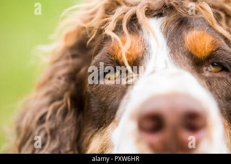 Englisch Springer Spaniel, Nahaufnahme Stockfoto