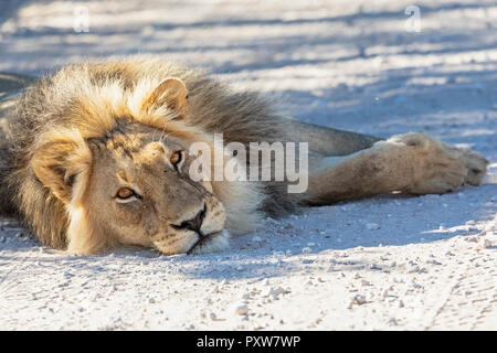 Botswana, Kgalagadi Transfrontier Park, Löwe, Panthera leo, männlich, liegend auf Schotterstraße Stockfoto